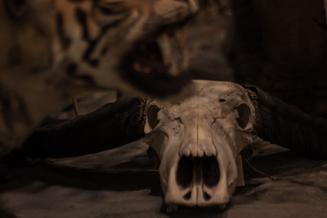 Unlocking the Mysteries of the Tiger Skull